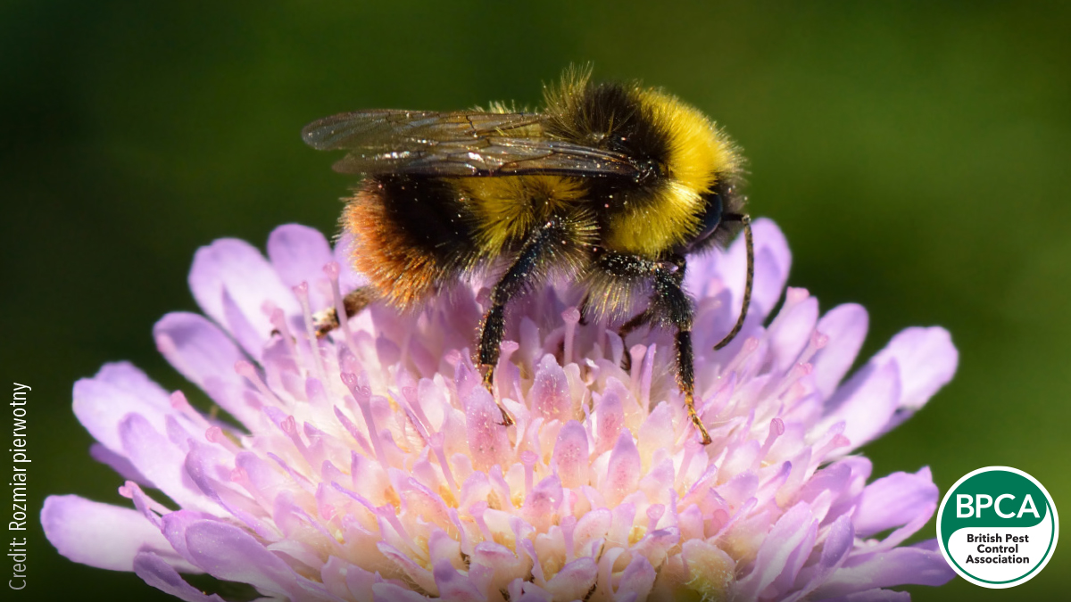 Early bumblebee Bombus pratorum identification Early bumblebee Bombus pratorum identification